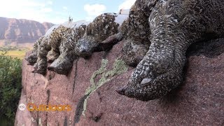 Utah Field Guide WhiteTailed Ptarmigan [upl. by Trescha]