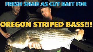 Oregon Coast Fishing  Striped Bass and Shad  TheBite 2020 [upl. by Mitchiner]