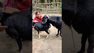 Goat Farming Business Idea। animal lover shortvideo shorts sortsvideo 2024 sorts ৫dec e২ [upl. by Aiahc]