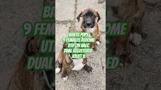 puppies puppy rehome available [upl. by Ayenat]