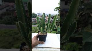 Stapelia Gigantea🔥 For Sell [upl. by Auginahs]