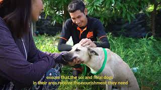 FEEDERS a short film by Soi Dog Foundation 🎬🌟 [upl. by Margaret46]