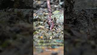 How does an earthworm eat [upl. by Schaeffer]