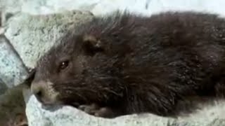 Cute Marmots Waking Up from Hybernation  BBC Studios [upl. by Ardiedak]