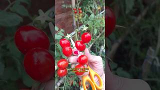 3 TIPS Tomates fuertes y sanos tomate frutos organico [upl. by Aihcats]