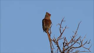 Redfaced Mousebird Call  Blissful Birding  Bird Calls [upl. by Pegeen200]