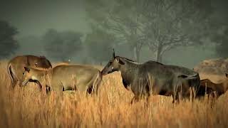 Nilgai Mating Behavior amp Reproduction Facts [upl. by Ztirf256]