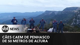 Cães caem de penhasco de 50 metros de altura e são resgatados [upl. by Jeana]