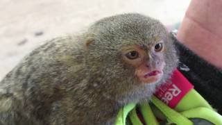 Ouistiti Pygmée Pygmy Marmoset apprivoisé [upl. by Annovy463]