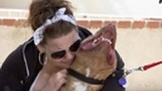 Pit Bull and Owner Reunited  Pit Bulls amp Parolees [upl. by Nagard]