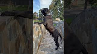 Strong female Cane Corso dog corsolove mastiff biggboss power youtubeshorts shorts [upl. by Landon603]