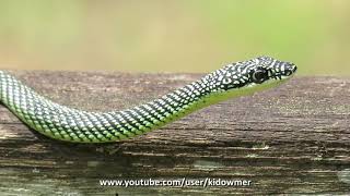 WILD PARADISE TREE SNAKE Singapore [upl. by Anerev237]