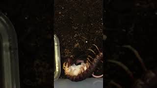 scolopendra gigantea eating mouse [upl. by Lindly]