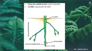 biología organología vegetal [upl. by Dagney891]