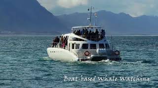 Whale Watching Hermanus [upl. by Einnalem664]