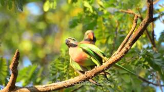 NVP FIELD TEST  NIKKOR 80400mm f4556G ED VR  Redbreasted parakeet [upl. by Laise]