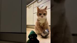 Cats bowl😂 funny funnyanimals funnyshorts shorts short wooppseytv [upl. by Ocker799]