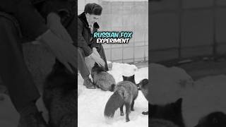 Joe Rogan Explains The Russian Fox Experiment shorts joerogan storytime russia [upl. by Aicilana76]