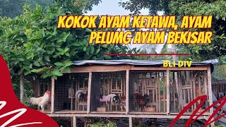 Kokok ayam ketawa ayam pelung ayam bekisar  Bli Div [upl. by Germin136]