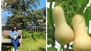 videshi sabji bhi laga lii aaj terrace garden mein grow squash Waltham Butternut winter seeds [upl. by Ahsinyt]