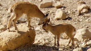 Baby Ibex vs Fox on a Cliff Edge  Growing Up Wild  BBC Earth [upl. by Rexer]