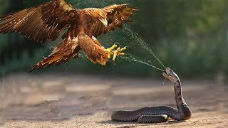 eagle vs snake real fight eagle vs snake fight to death eagle vs snake fight [upl. by Heyde]