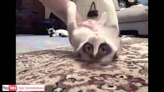 Epic Funny Cats  Cute Cats Compilation  60 minutes HDHQ [upl. by Gibb]