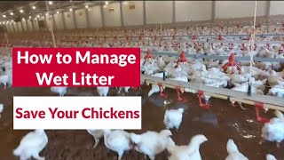 Wet Litter in Chicken Houses is Very Dangerous  What to DO [upl. by Kciredes]