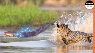 Can A Jaguar Survive 860 Volt Electric Eel Shock [upl. by Kyrstin]