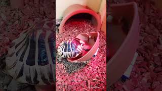 Baby tortoise plays the roof｜陸ガメ飼育日記🐢赫曼小饅頭又把屋頂弄下來了【屋根を落とすゲーム】 shorts [upl. by Nolyk]