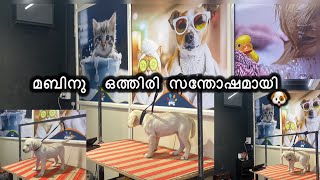 മബിനുവിന്റെ ആദ്യ ഗ്രൂമിംഗ് labrador labradorpuppy dog doglover [upl. by Ociredef694]