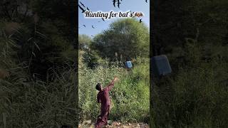 Hunting for bats 🦇animals huntting shorts youtubeshorts viralvideo [upl. by Initof]