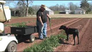 Last Row of Onions  Home Vegetable Garden [upl. by Clarette]