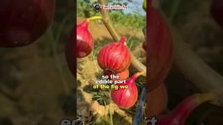 என்னது அத்தி பழம் அசைவமா  Peculiar Fig Fruits  Science Facts shorts short facts science fruit [upl. by Amzaj164]