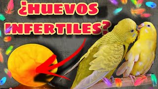 COMO HACER UNA OVOSCOPÍA Huevos ¿Fértiles o infértiles [upl. by Ravi]