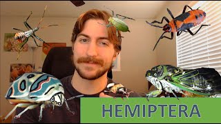 Hemiptera The True Bugs  Order Spotlight [upl. by Ise]