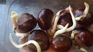 How To Grow Germinate Horse Chestnut Conker Seed Step by Step guide AMAZING RESULT [upl. by Aihsik]