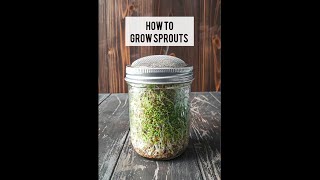 How to Grow Sprouts in a Jar 🌱🫙 [upl. by Eahsat]