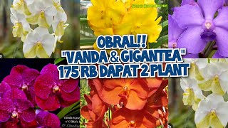 STOCK BARU VANDA amp GIGANTEA  175 RB DAPAT 2 PLANT no admin 085782741417 🙏💯 [upl. by Uhp]