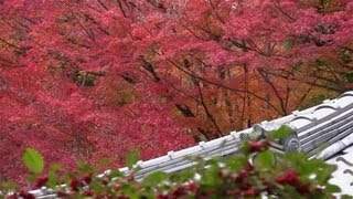 京都･東山 紅葉 来迎院 Raigōin Temple in autumn Kyoto201111 [upl. by Airamat]