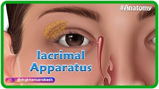 Anatomy of lacrimal apparatus Animation  USMLE Step 1 [upl. by Vaden924]