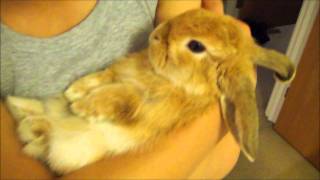 Miniature lop eared bunny  QQ Summer  Getting cuddled [upl. by Weinstock387]