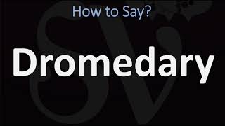 How to Pronounce Dromedary 2 WAYS British Vs USAmerican English Pronunciation [upl. by Nnov780]