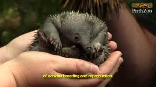 Echidna Puggles Born at Perth Zoo in 2012 [upl. by Harraf]