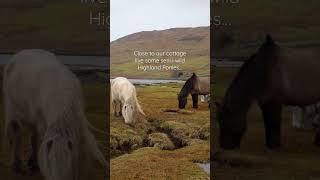 Painting a Highland Pony in Watercolour  Isle of Skye Scotland [upl. by Brathwaite652]