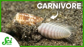 How a Carnivorous Snail Is Advancing Medicine [upl. by Astred]