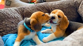 Beagle Puppies Roughhousing at 5 Weeks of Age  CUTE but VICIOUS [upl. by Clarence]