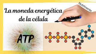 ATP La moneda energética de la célula [upl. by Obel]