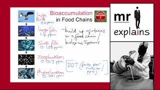 mr i explains Bioaccumulation in Food Chains [upl. by Idoc]