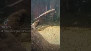 Fire Eel vs Bichir for Tubifex worms shorts fyp foryou fishtok [upl. by Anpas]